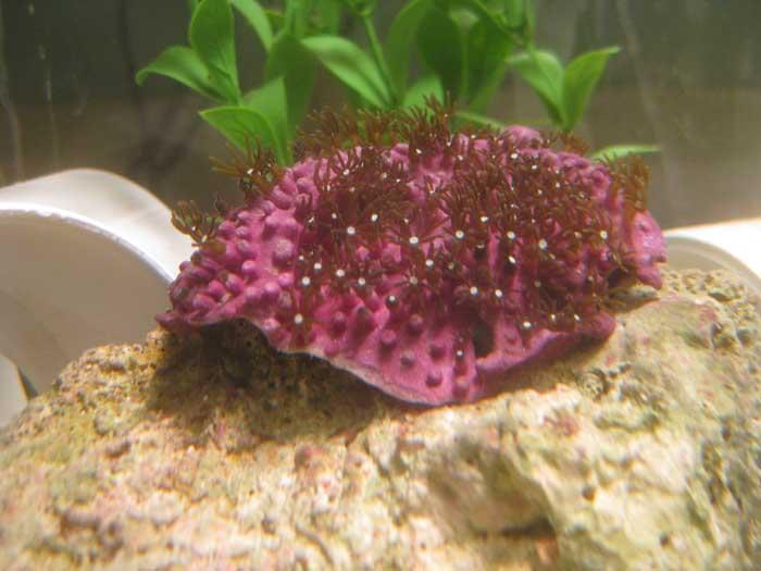 GSP day one, a colony acquired from Reefmonkey.  Was in the tank for an hour before the polyps...