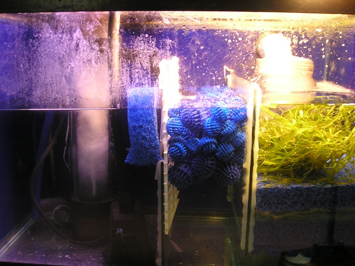 I built this out of an old 20 gal tank cut some glass inserts and put this together for about 35...