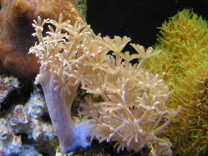 just got this 3 weeks ago doing great