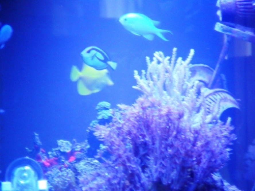 Tank set up 11-09 this is after a crash in Jan