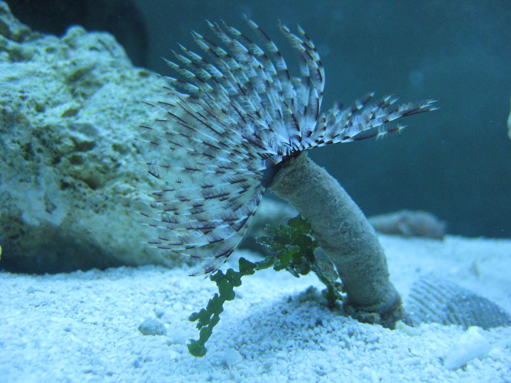 Halimeda on feather duster when we first bought him. 6/29/10