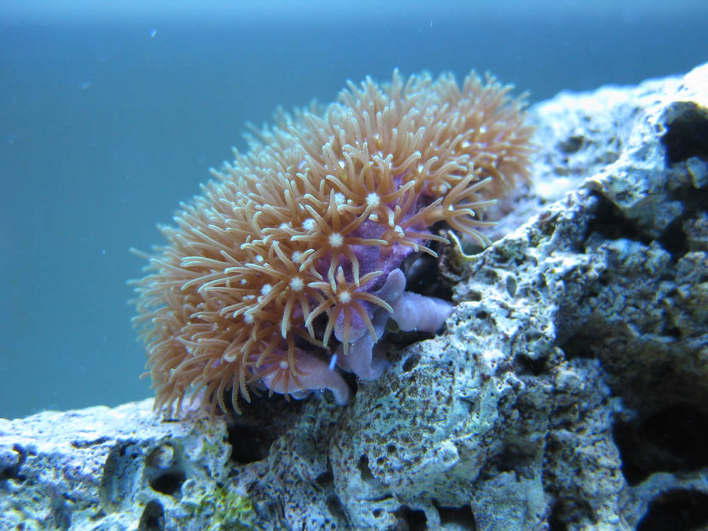 In the display tank 3 weeks after getting him from Reefmonkey