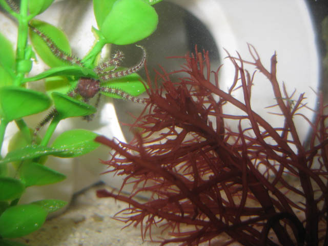 roaming the tank