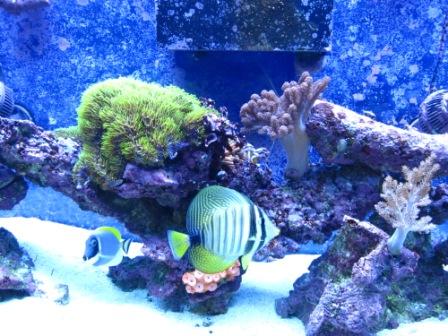 center of tank
