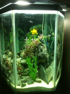 These are just a few choice pics of my tank @ 4 months old from the build.  No real camera for now...