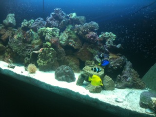 These are just a few choice pics of my tank @ 4 months old from the build.  No real camera for now...