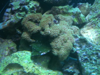 These are just a few choice pics of my tank @ 4 months old from the build.  No real camera for now...