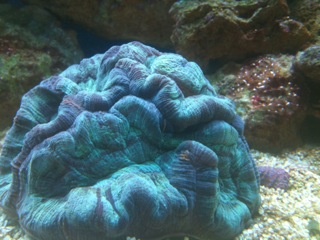 These are just a few choice pics of my tank @ 4 months old from the build.  No real camera for now...