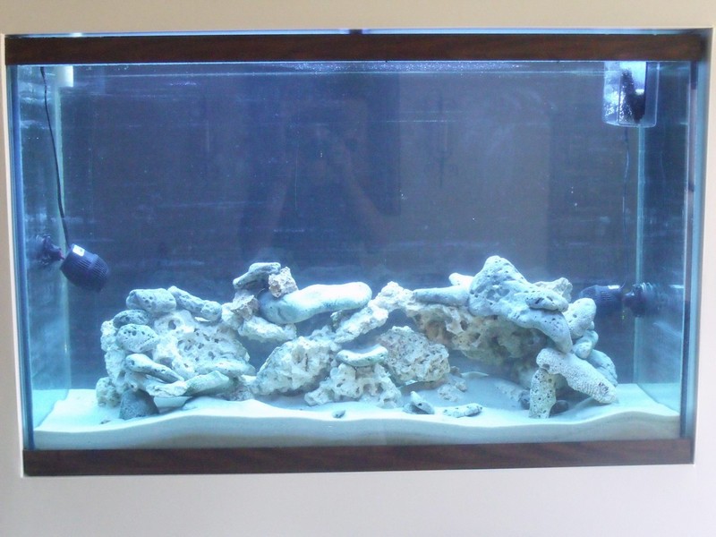 setting up my 125 gal tank. livingroom view.