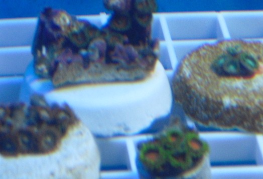 Can anyone id these Zoa&#039;s?