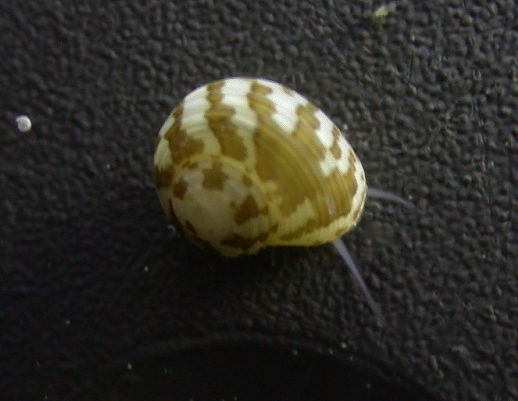 Collonista snail