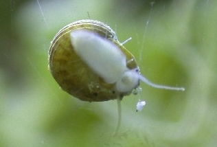 Collonista snail