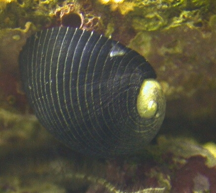 Nerite snail