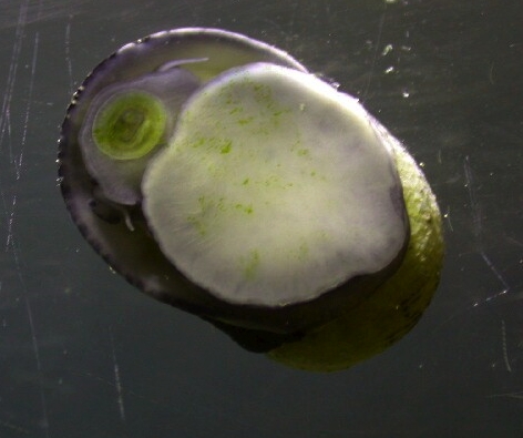 Nerite snail
