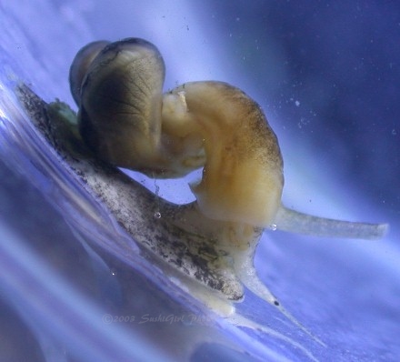 I have no idea how a snail can lose its shell, but this one did!