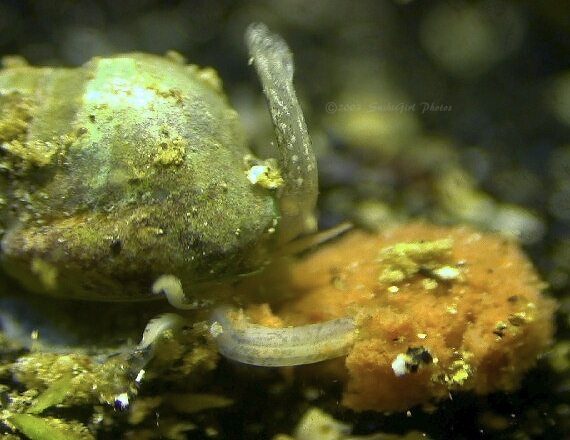 Nassarius snail feeding.  The mouth tube stretches a LOT.