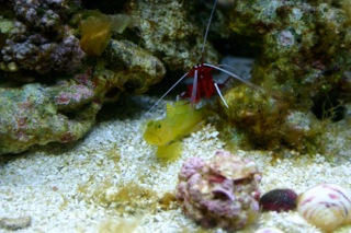 fire shrimp doing its thing