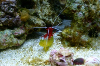 fire shrimp doing its thing