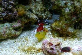fire shrimp doing its thing
