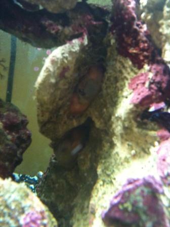 after first anemone split