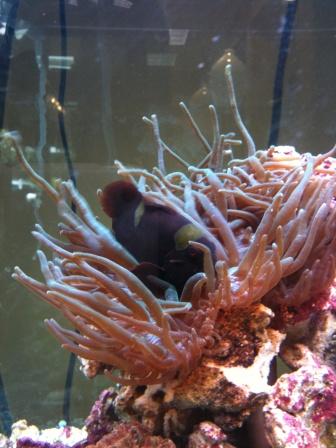 when first introduced to our tank and our clown