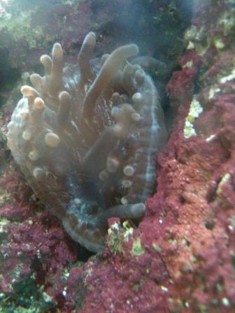 first half of second anemone just starting to emerge after it&#039;s split