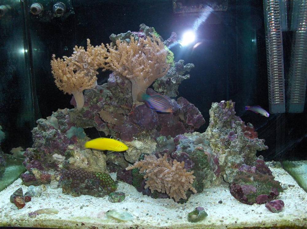 35 gal..