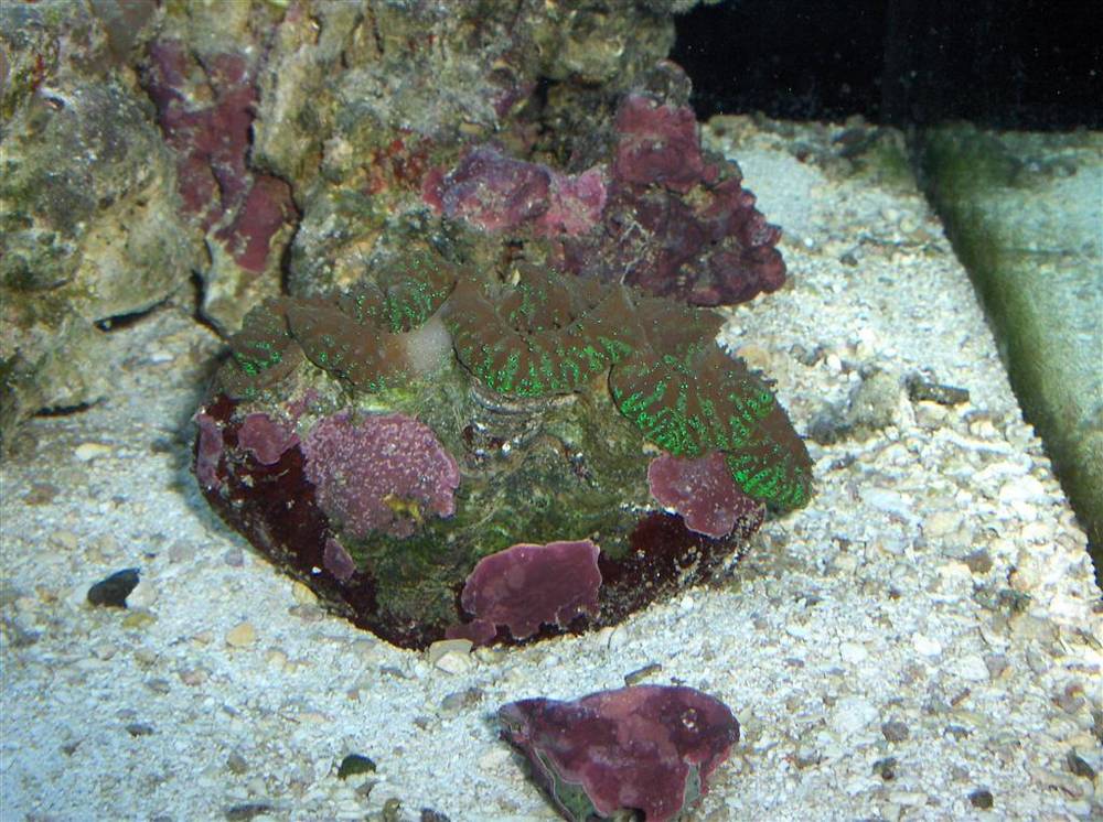35 gal..