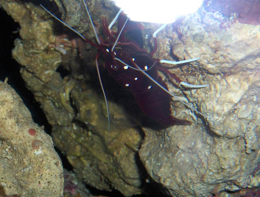 35 gal..