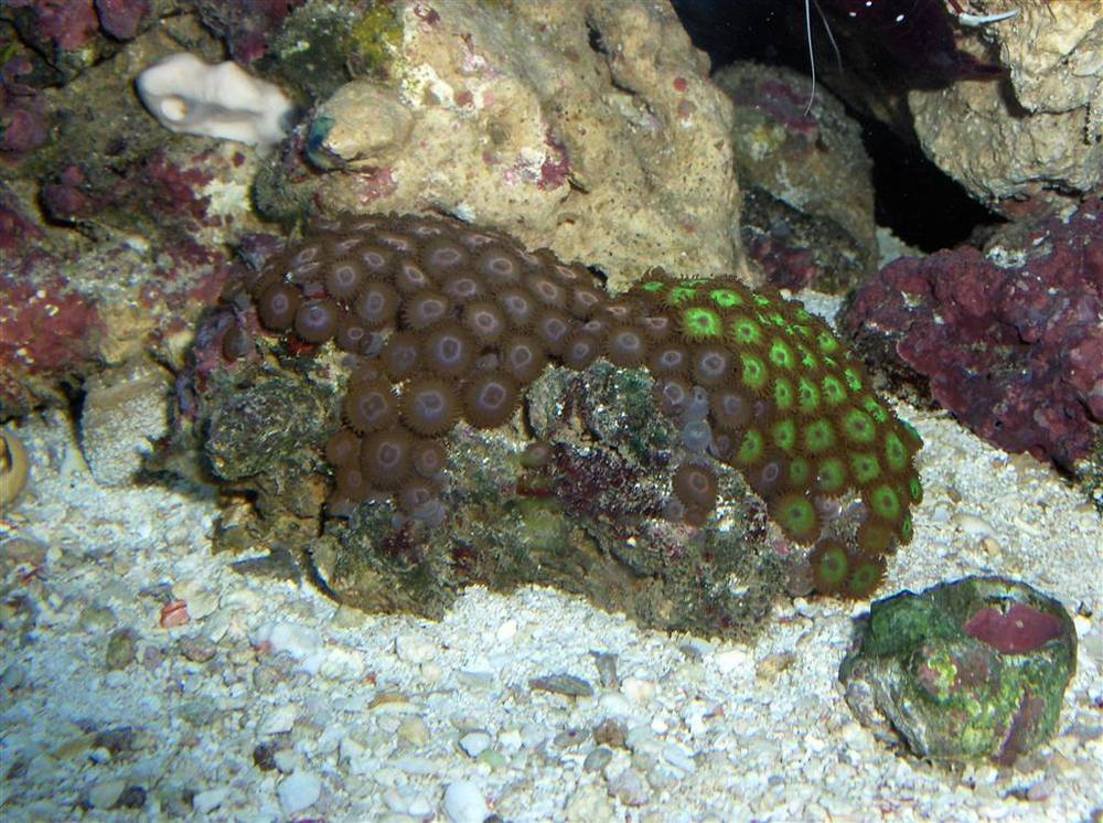 35 gal..