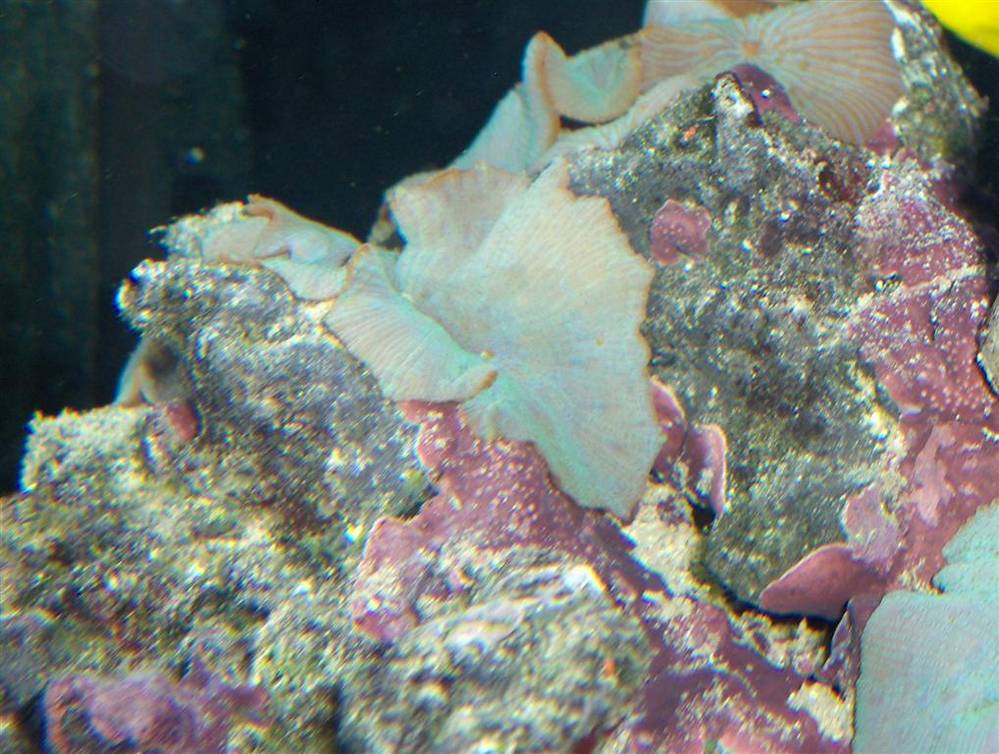 35 gal..
