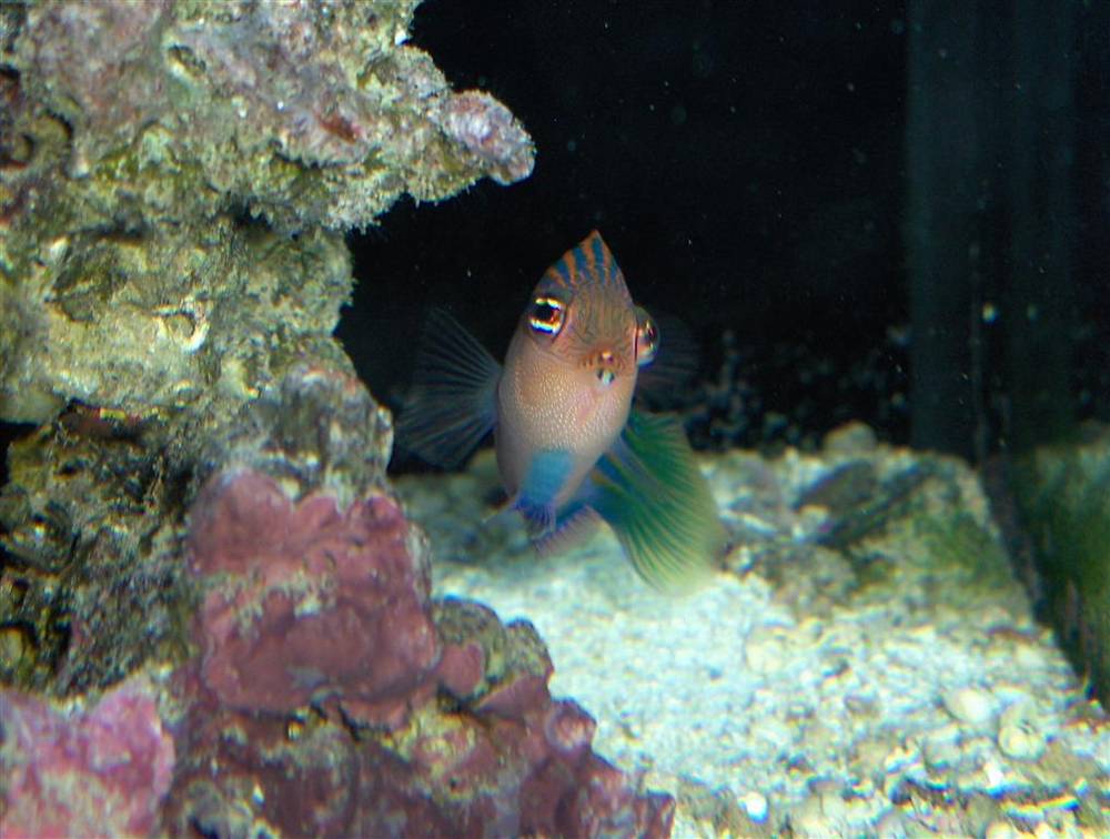 35 gal..