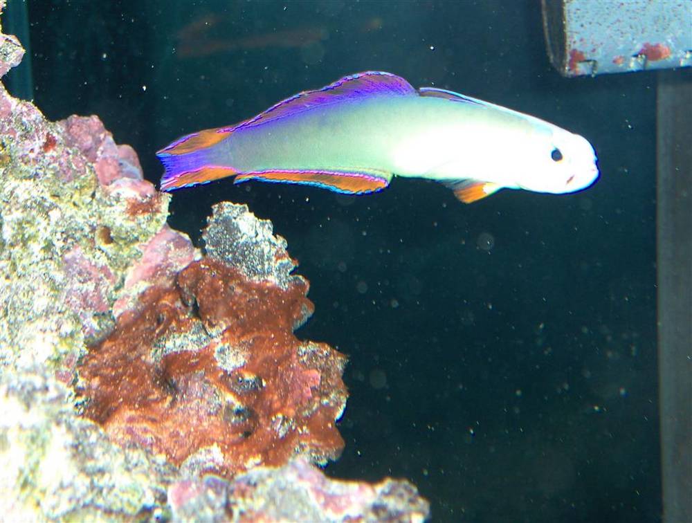 35 gal..