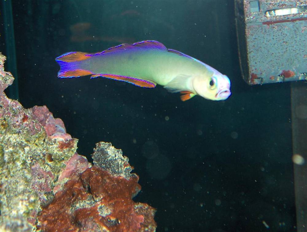35 gal..