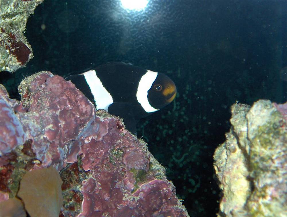 35 gal..