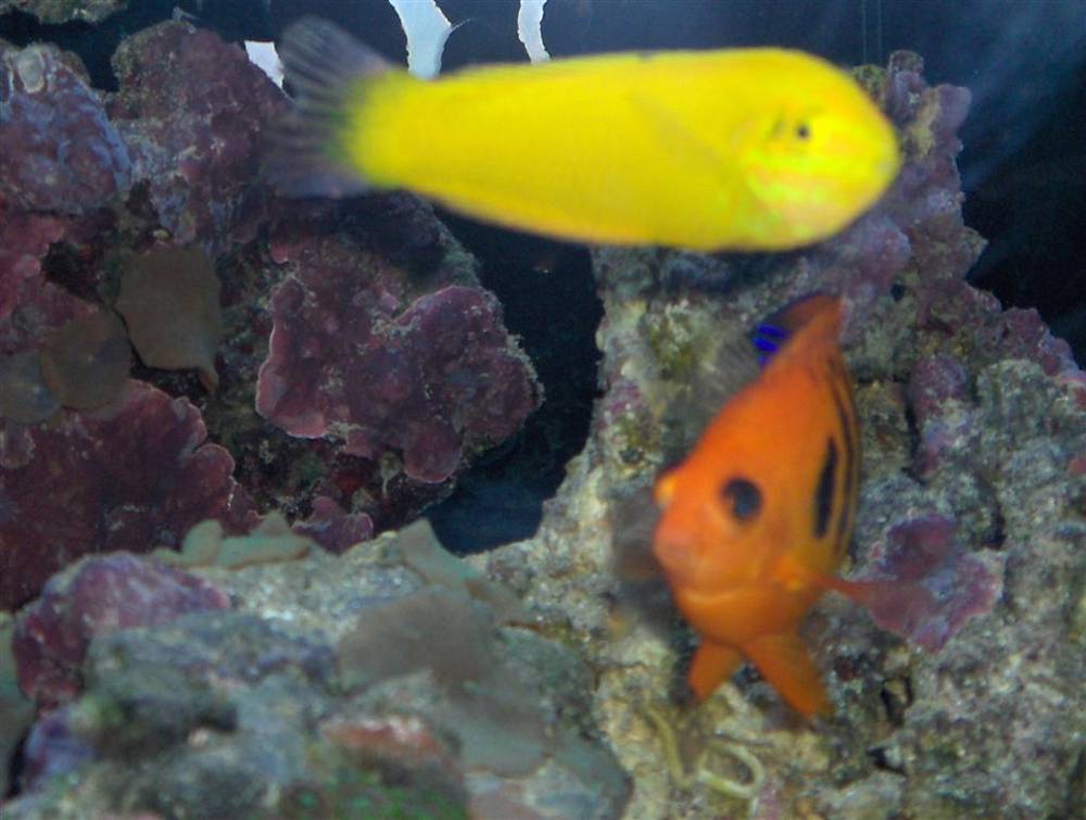 35 gal..