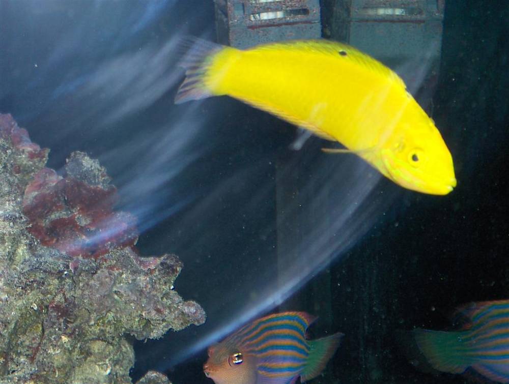 35 gal..