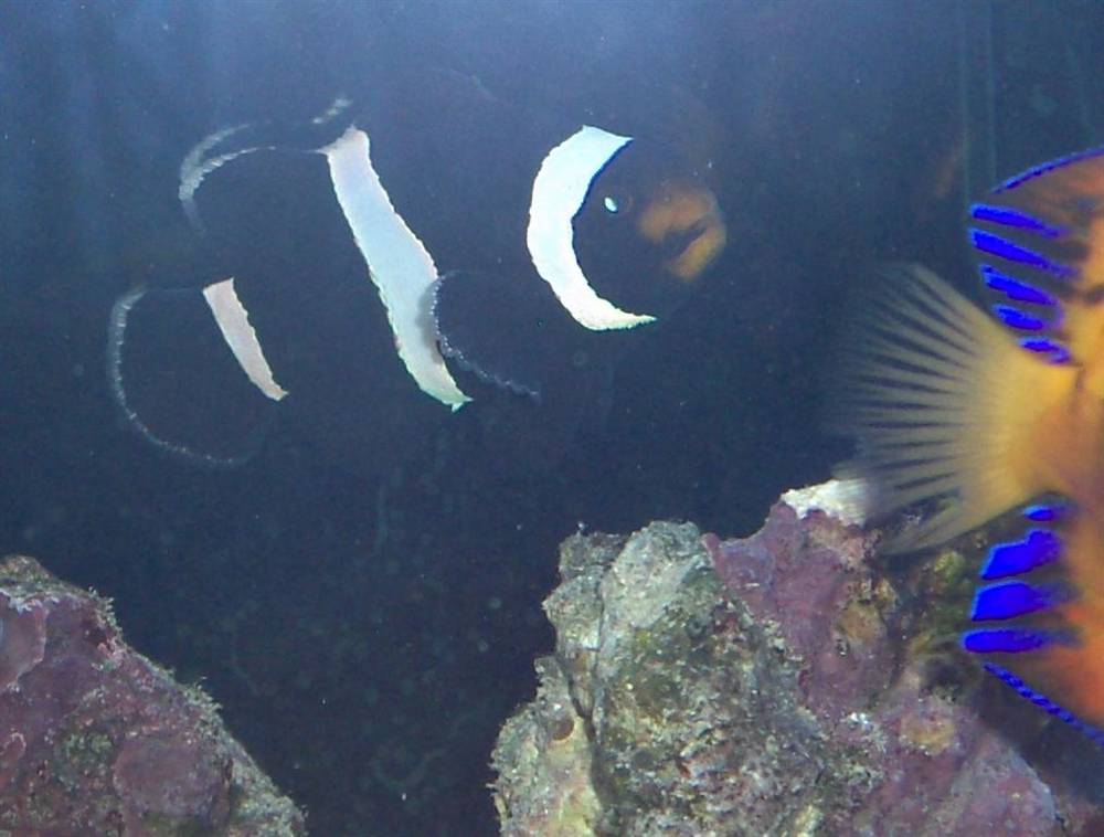 35 gal..