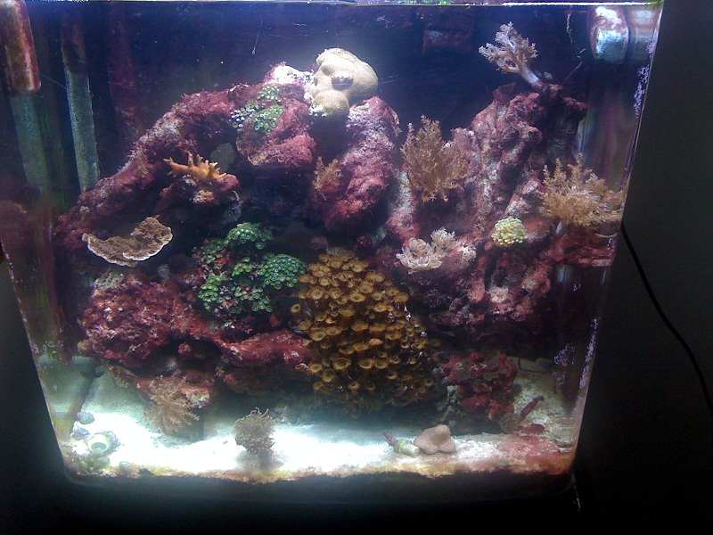 need to get rid of algea
