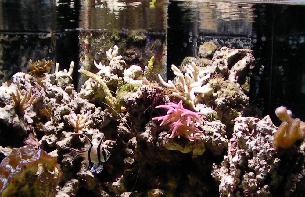 My 36 gallon Neo Nano - January 2nd, 2011