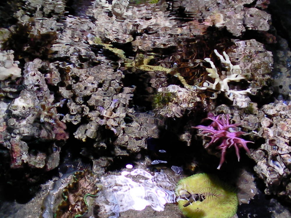 My 36 gallon Neo Nano - January 2nd, 2011