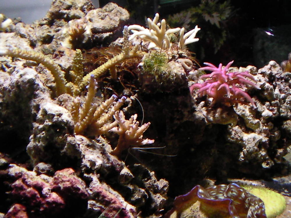 My 36 gallon Neo Nano - January 2nd, 2011