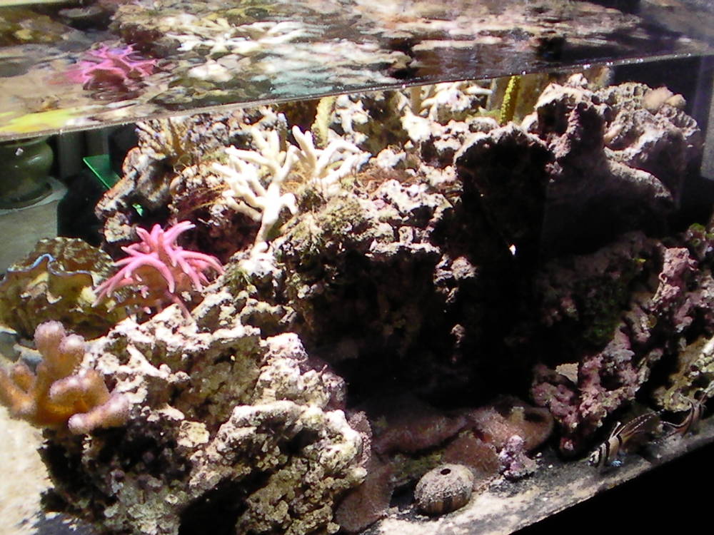 My 36 gallon Neo Nano - January 2nd, 2011
