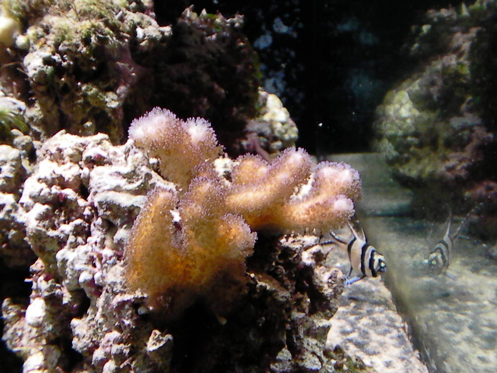 My 36 gallon Neo Nano - January 2nd, 2011
