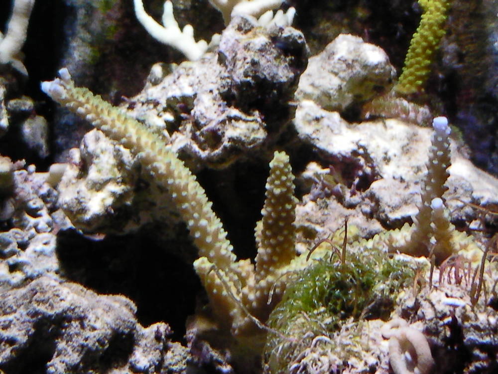 My 36 gallon Neo Nano - January 2nd, 2011