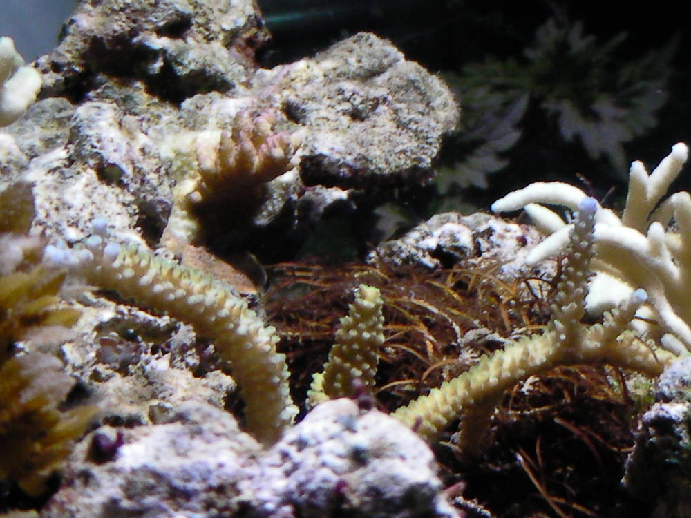 My 36 gallon Neo Nano - January 2nd, 2011