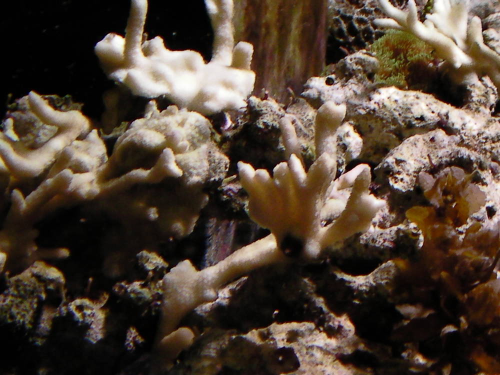 My 36 gallon Neo Nano - January 2nd, 2011
