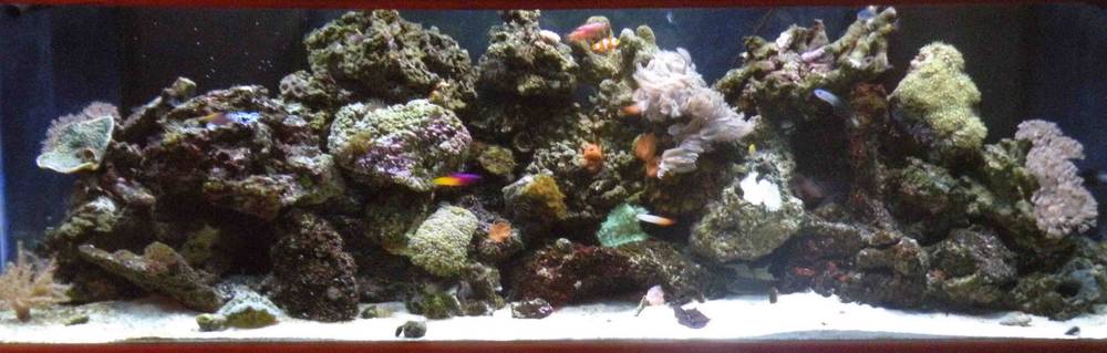 My Reef Tank