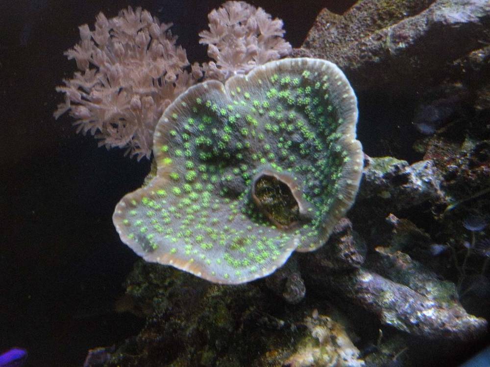 A Chalice coral I purchased from my LFS
