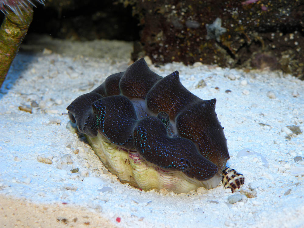 A clam in my reef tank